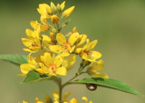 Lysimachia vulgaris (yellow loosestrife) blooming in a meadow