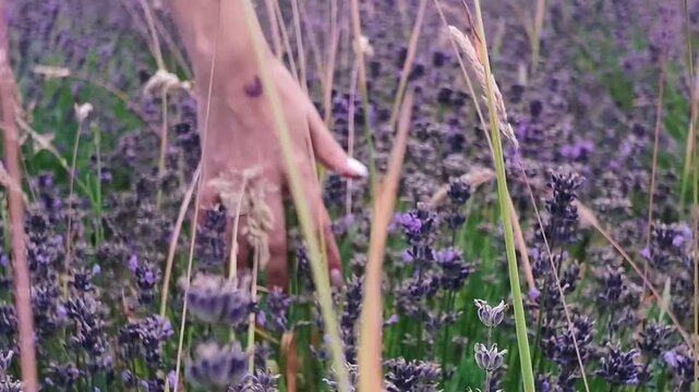 Womans hand gently touching blooming lavende flowers in Provence