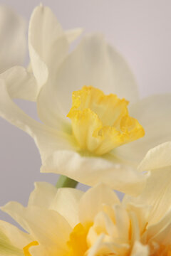 Smoke Close-up selective soft focus cream beige white, yellow Narcissus Flower bud, Petals. Natural art blur macro bbackground.