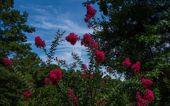 Tall pink  crepe myrtle flowers stand out beautifully against a clear blue sky with wispy clouds. Lush green foliage surrounds the blooms, creating a serene natural scene.