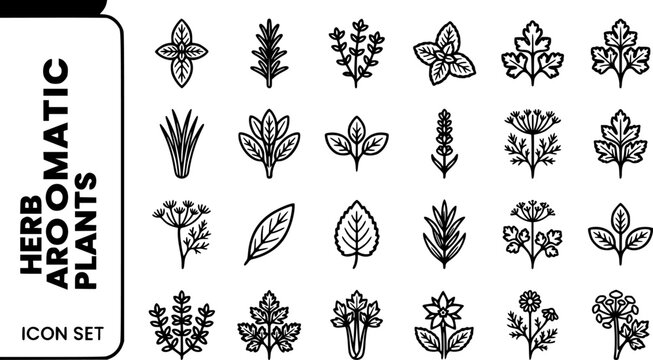 Herb Aromatic Plants Bold Line Icons-Basil Rosemary Thyme Mint Parsley Chive Sage Oregano Lavender Dill Fennel Bay Laurel Lemon Balm Tarragon Coriander-25 Herb Plant Icon Set Vector