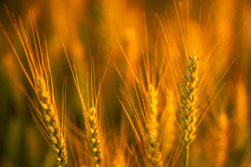 Obraz premium Wheat spike in golden light. Wheat spike with awn. Green wheat spike close up. Backlit wheat spike at sunset.