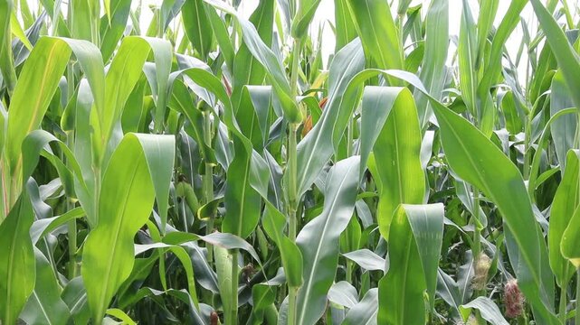 Fresh green maize plants growing in a corn field on a sunny summer day with fertile agricultural farmland