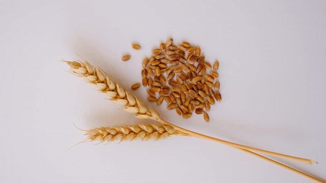 Wheat isolate on a white background. Selective focus.