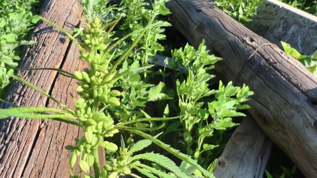 Wild hemp plant growing outdoors near wooden structure with green palmate leaves in close-up view
