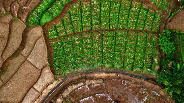 Aerial view of lush green terraced agricultural fields and irrigation channels in the rural landscape of Sri Lanka.