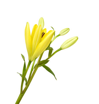 Beautiful Lily flower isolate on white 