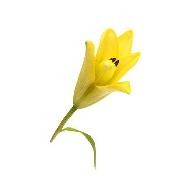 Beautiful Lily flower isolate on white 