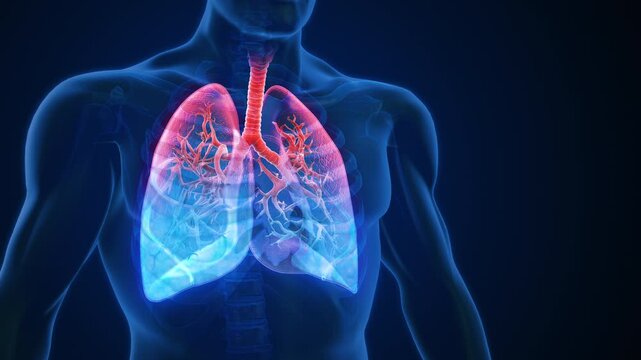 Fluid Filling Human Lungs in Transparent Chest Medical Animation