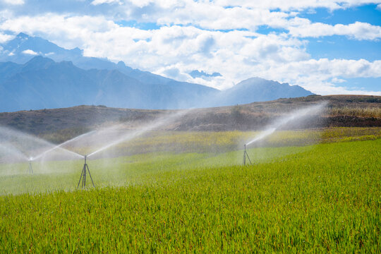 Sprinkler irrigation watering a green cereal field in an Andean valley with mountains behind