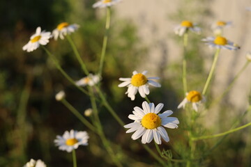 daisies in a meadow © Olga