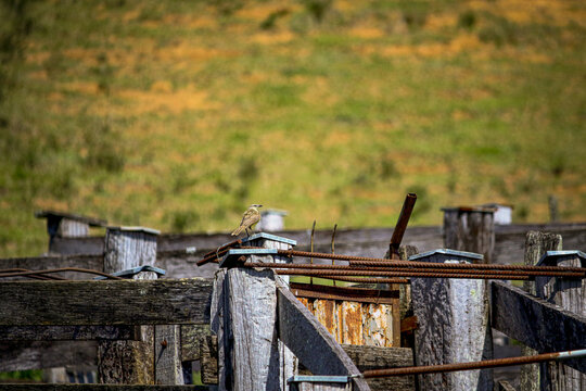 Suiriri-cavaleiro (Machetornis rixosa) perched on rustic cattle corral fence in the Brazilian countryside, symbolizing rural life, biodiversity and sustainable agriculture.