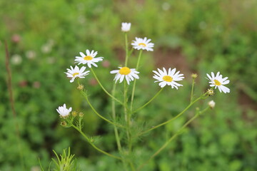 daisies in the grass © Olga