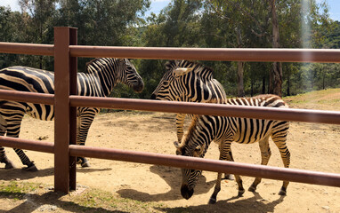 Obraz premium Zebra standing behind fence in an outdoor enclosure