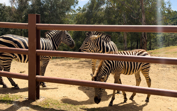 Zebra standing behind fence in an outdoor enclosure