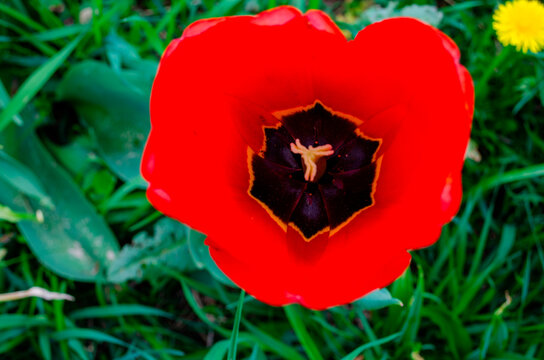 Bright red tulip blossom opens in a garden during spring under sunlight