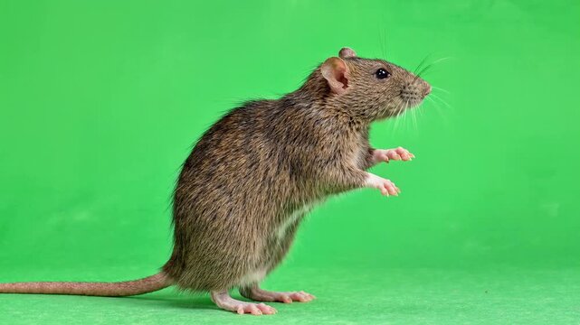 Brown Rat Standing on Hind Legs on Green Screen Chroma Key Background