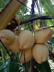 A bunch of fresh yellow ivory coconuts, locally known as Kelapa Gading, growing on a palm tree branches in a tropical garden background  © Heni