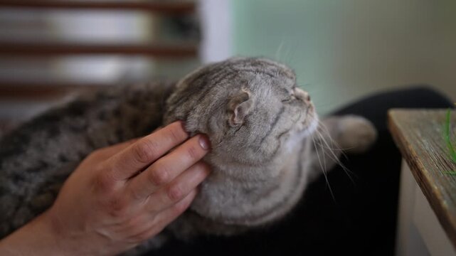 Affectionate Scottish fold cat enjoying gentle chin scratch from its owner hand, closing its eyes in pleasure and demonstrating beautiful bond between pet and human. Shooting in slow motion.