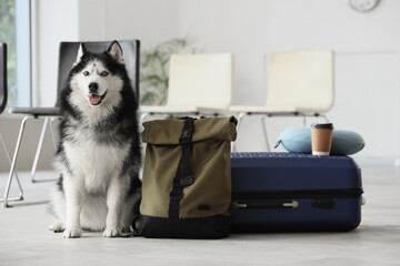 Happy siberian husky dog sitting next to travel luggage and backpack in a waiting area, pet friendly travel concept, the scene suggests pet friendly travel and responsible pet ownership © Pixel-Shot