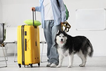 Person traveling with a siberian husky dog and yellow suitcase in a bright airport or waiting area, the dog has heterochromia with one blue and one brown eye, looking at the camera with its tongue out © Pixel-Shot