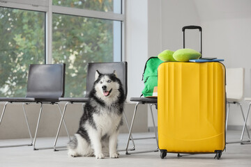 Siberian husky dog sitting patiently in an airport waiting area with a yellow suitcase and green backpack, the scene suggests pet friendly travel and a patient companion awaiting a journey © Pixel-Shot