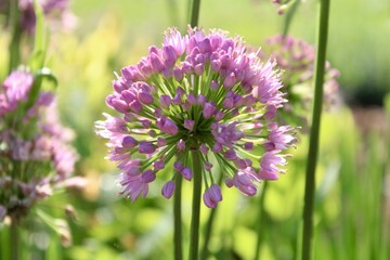 Fototapeta premium Alliums in the garden 