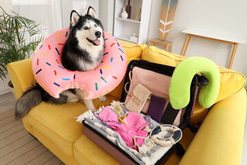 Happy husky dog wearing a donut-shaped inflatable ring sitting on a yellow sofa next to an open suitcase packed for vacation © Pixel-Shot