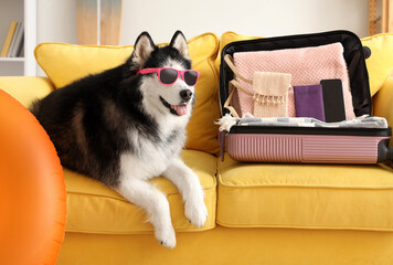 Siberian husky dog wearing pink sunglasses next to an open suitcase on a yellow couch, ready for summer travel © Pixel-Shot