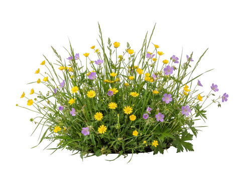 Wildflower meadow bush with yellow and purple flowers as isolated on transparent background