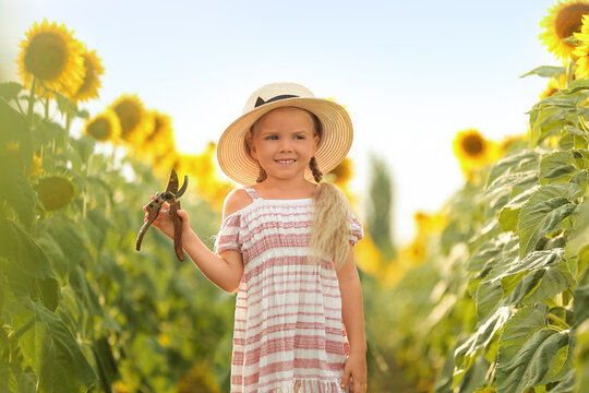 Cute little girl with secateurs in sunflower field