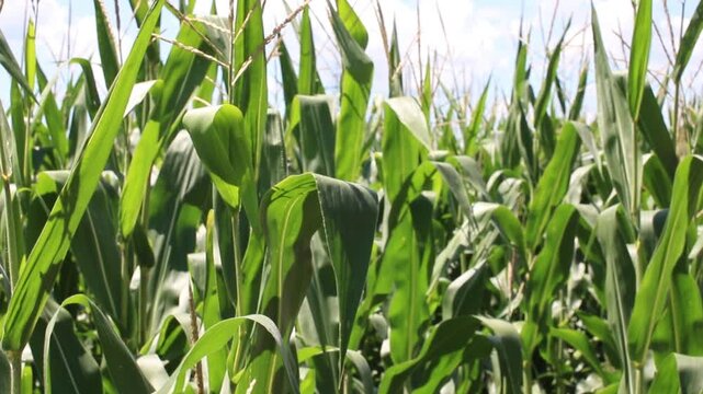 Fresh green maize plants growing in a corn field on a sunny summer day with fertile agricultural farmland