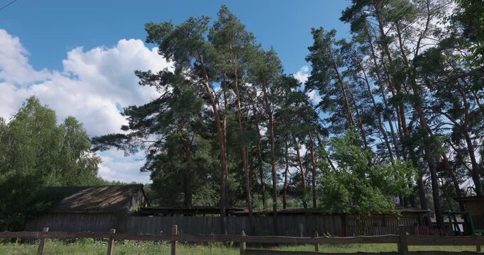 Scenic countryside landscape with tall pine trees and wooden fence