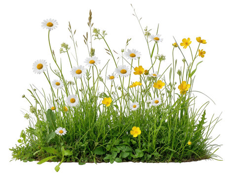 Field of wild spring flowers and green grass as isolated on transparent background