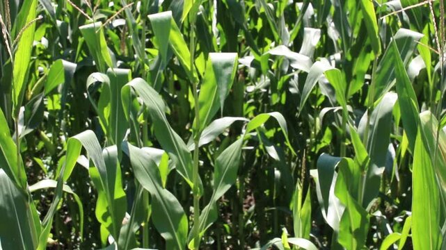 Fresh green maize plants growing in a corn field on a sunny summer day with fertile agricultural farmland