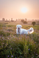 Fototapeta premium Golden Retriever Standing in Wildflower Meadow at Sunset