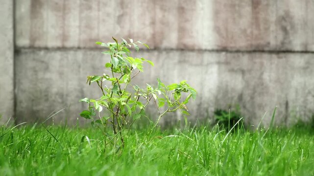 Growth of Healthy Rose bush among green lawn on gray fence background. A Shrub rose seedling. Schneewittchen variety. Young plant with glossy green leaves on stems. Ornamental garden plant.