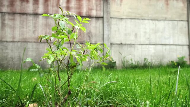 Growth of Healthy Rose bush among green lawn on gray fence background. A Shrub rose seedling. Schneewittchen variety. Young plant with glossy green leaves on stems. Ornamental garden plant.