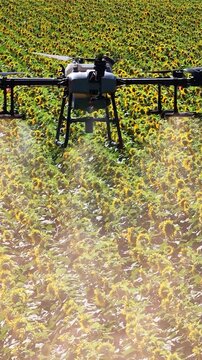 Close aerial view of an agricultural drone spraying pesticides or liquid fertilizer over a blooming sunflower field in summer. Precision farming and modern agriculture concept.