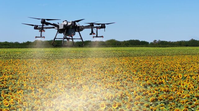 Close aerial view of an agricultural drone spraying pesticides or liquid fertilizer over a blooming sunflower field in summer. Precision farming and modern agriculture concept.