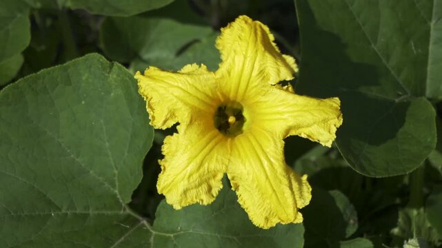 Pumpkin Flower Pollination With Bees In The Organic Garden. Top View Video 4k