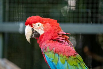 Close-up profile portrait of a vibrant red-and-green macaw parrot showcasing its colorful plumage in an aviary setting © Douglas Barbosa