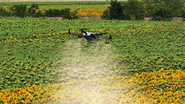 Close aerial view of an agricultural drone spraying pesticides or liquid fertilizer over a blooming sunflower field in summer. Precision farming and modern agriculture concept.