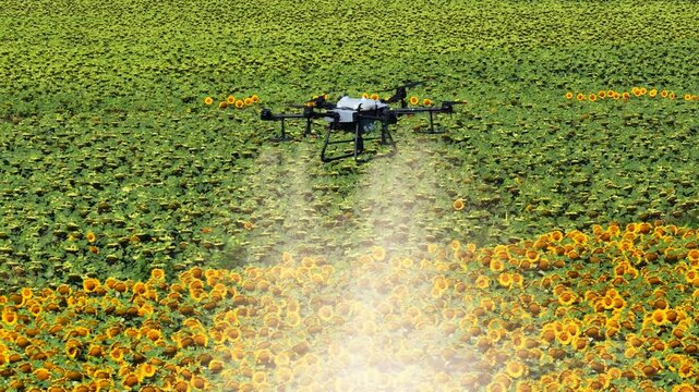 Close aerial view of an agricultural drone spraying pesticides or liquid fertilizer over a blooming sunflower field in summer. Precision farming and modern agriculture concept.