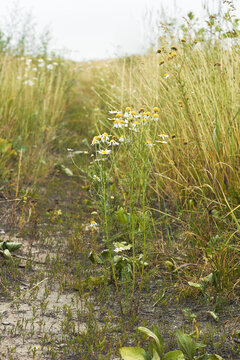 Fresh wild chamomile flowers on a late summer meadow background for clean beauty and organic cosmetics concept