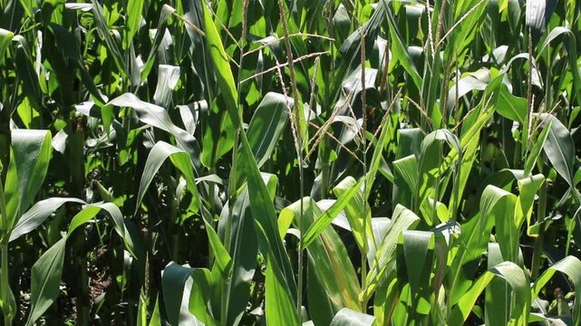 Fresh green maize plants growing in a corn field on a sunny summer day with fertile agricultural farmland