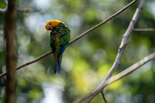 Colorful sun conure parrot perched on a thin branch preening its vibrant green and yellow feathers in a lush tropical forest background