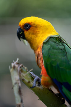 Vibrant sun conure parrot perched on a green branch in a lush tropical environment, close-up side view