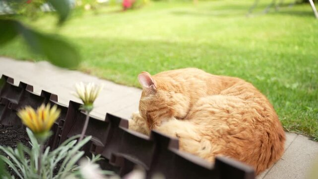 Adult ginger cat lying on concrete path and cleaning itself in garden. ginger tabby cat lies comfortably on a concrete pathway in the backyard of a countryside dacha, licking its paw and cleaning