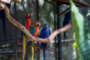 Colorful macaws including vibrant hybrid and hyacinth parrots perched together on a wooden branch inside an aviary © Douglas Barbosa
